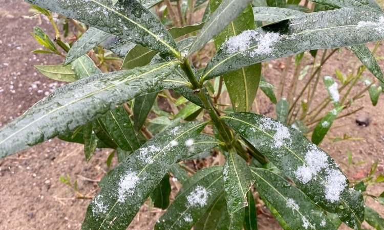 Flocons de neige au Camping les Jardins d'Agathe! Cap d'Agde